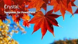  Presentation with autumn blue - Presentation theme featuring bright-red-autumn-maple-leaves background and a crimson colored foreground