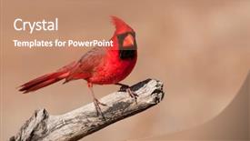  Presentation with cardinal - Audience pleasing PPT layouts consisting of bright red cardinalis cardinalis northern backdrop and a coral colored foreground