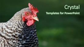  Presentation with feathered - Theme with bright red chicken wattle on a close up of a hen head and neck of a black and white feathered bird background and a tawny brown colored foreground