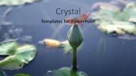  Presentation with lily lotus flower water - Slides with bright-red-dragonfly-with-spread background and a  colored foreground