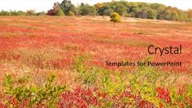  Presentation with plants - Amazing PPT layouts having bright red field of plants at big meadows backdrop and a coral colored foreground