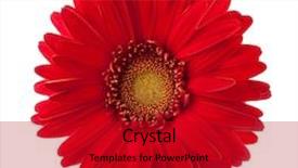  Presentation with bright white - Slides consisting of bright red gerbera flower isolated background and a crimson colored foreground