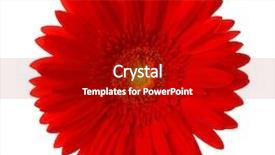  Presentation with gerbera daisy pink flower - Audience pleasing slide set consisting of bright red gerbera flower isolated backdrop and a crimson colored foreground