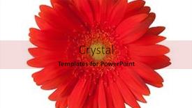  Presentation with bright white - Beautiful slide set featuring bright-red-gerbera-flower-isolated backdrop and a crimson colored foreground