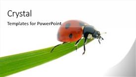  Presentation with green red bank - PPT layouts consisting of bright red ladybird on green background and a white colored foreground