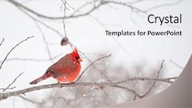  Presentation with cardinal - Beautiful presentation theme featuring bright red male cardinalis cardinalis backdrop and a white colored foreground