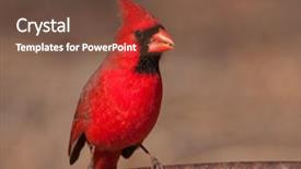  Presentation with cardinal - Theme having bright red male northern cardinal background and a tawny brown colored foreground