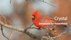  Presentation with cardinal - Audience pleasing slide deck consisting of bright red male northern cardinal backdrop and a red colored foreground