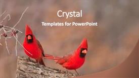  Presentation with winter weather - Colorful slides enhanced with bright red male northern cardinal backdrop and a coral colored foreground