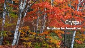  Presentation with maple - Theme consisting of bright-red-maple-trees-between background and a tawny brown colored foreground
