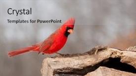  Presentation with cardinal - Slides featuring bright red northern cardinal searching background and a light gray colored foreground
