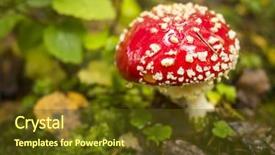  Presentation with mushroom - PPT layouts featuring bright red poisonous mushroom amanita background and a tawny brown colored foreground