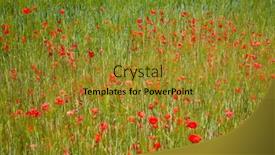  Presentation with poppies - Colorful slide deck enhanced with bright-red-poppies backdrop and a gold colored foreground