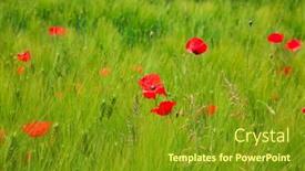  Presentation with poppies - Theme having bright-red-poppies background and a gold colored foreground
