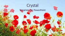  Presentation with poppies - Theme featuring bright red poppies background and a sky blue colored foreground