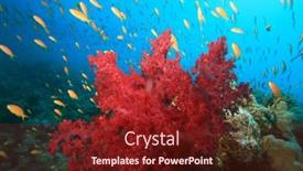  Presentation with coral - Audience pleasing theme consisting of bright-red-soft-coral backdrop and a  colored foreground