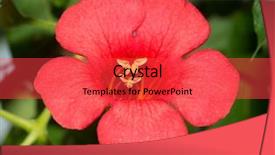  Presentation with trumpet - Slide deck enhanced with bright red trumpet creeper campsis background and a red colored foreground