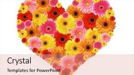  Presentation with bright white - Theme enhanced with bright red yellow gerbera flowers - flower heart isolated on white background and a coral colored foreground