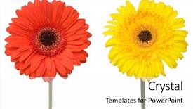  Presentation with gerbera daisy - Colorful slide set enhanced with bright red yellow gerbera flowers - two gebera african daisy isolated backdrop and a  colored foreground