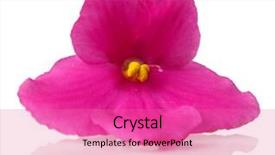  Presentation with bright white - PPT layouts having bright-saintpaulia-flower-isolated background and a coral colored foreground