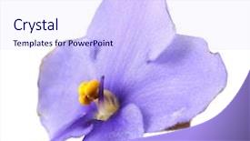  Presentation with bright white - PPT theme featuring bright-saintpaulia-flower-isolated background and a sky blue colored foreground