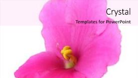  Presentation with bright white - Cool new slide deck with bright-saintpaulia-flower-isolated backdrop and a lilac colored foreground