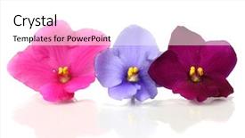  Presentation with bright white - Audience pleasing PPT theme consisting of bright-saintpaulia-flowers-isolated backdrop and a white colored foreground