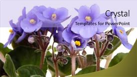  Presentation with bright white - Cool new PPT layouts with african violet - bright saintpaulia isolated on white backdrop and a light blue colored foreground