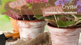  Presentation with garden tools - Colorful slide deck enhanced with bright saintpaulias and garden tools on natural background backdrop and a red colored foreground