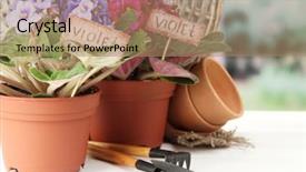  Presentation with garden tools - Slides having bright saintpaulias and garden tools on natural background background and a coral colored foreground