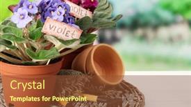  Presentation with garden tools - Audience pleasing slide set consisting of bright saintpaulias and garden tools on natural background backdrop and a tawny brown colored foreground