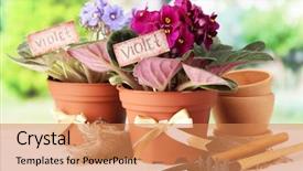  Presentation with garden tools - Cool new presentation theme with bright saintpaulias and garden tools on natural background backdrop and a coral colored foreground