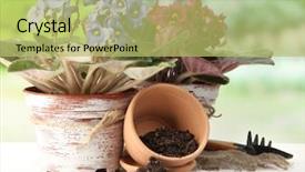  Presentation with garden tools - Amazing theme having bright saintpaulias and garden tools on natural background backdrop and a yellow colored foreground