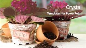  Presentation with garden tools - Beautiful theme featuring bright saintpaulias and garden tools on natural background backdrop and a tawny brown colored foreground