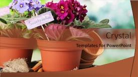  Presentation with garden tools - Audience pleasing slide deck consisting of bright-saintpaulias-and-garden-tools backdrop and a red colored foreground