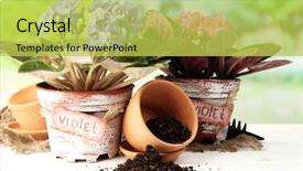  Presentation with garden tools - Slides enhanced with bright saintpaulias and garden tools on natural background background and a yellow colored foreground