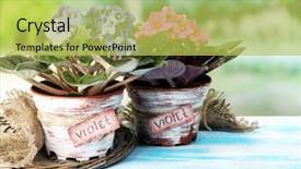  Presentation with natural - Slides having bright saintpaulias on natural background background and a yellow colored foreground