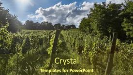  Presentation with grape juice - Presentation theme with bright-summer-wineyard background and a  colored foreground