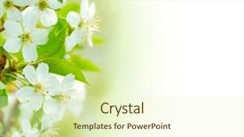  Presentation with bright white - Amazing presentation theme having bright sun - spring blossoming flower backdrop and a soft green colored foreground