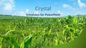  Presentation with agriculture corn - PPT theme with bright sun over green corn field free space for text agriculture background background and a light blue colored foreground