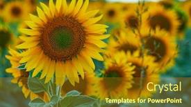  Presentation with sunflower sunflower sunflower sunflower sunflower - Audience pleasing presentation theme consisting of bright-sunflower-field-a-beautiful backdrop and a tawny brown colored foreground