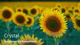  Presentation with sunflower - Amazing presentation theme having bright-sunflower-field-a-beautiful backdrop and a ocean colored foreground
