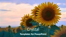  Presentation with sunflower sunflower sunflower sunflower sunflower - Slides enhanced with bright-sunflower-field-a-beautiful background and a ocean colored foreground