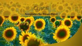  Presentation with sunflower sunflower sunflower sunflower sunflower - Amazing PPT layouts having bright-sunflower-field-a-beautiful backdrop and a gold colored foreground