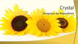  Presentation with bright white - Beautiful PPT layouts featuring bright sunflowers isolated on white backdrop and a blonde colored foreground
