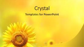  Presentation with teal and yellow - Presentation enhanced with bright sunflowers on yellow background background and a light gray colored foreground