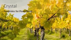  Presentation with high quality - Presentation theme with bright-sunny-lit-grape background and a gold colored foreground