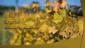  Presentation with high quality - Presentation design having bright-sunny-lit-grape background and a gold colored foreground
