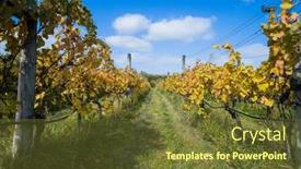  Presentation with high quality - PPT layouts consisting of bright-sunny-lit-grape background and a tawny brown colored foreground
