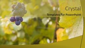  Presentation with winery - Presentation having bright-sunny-lit-grape background and a yellow colored foreground